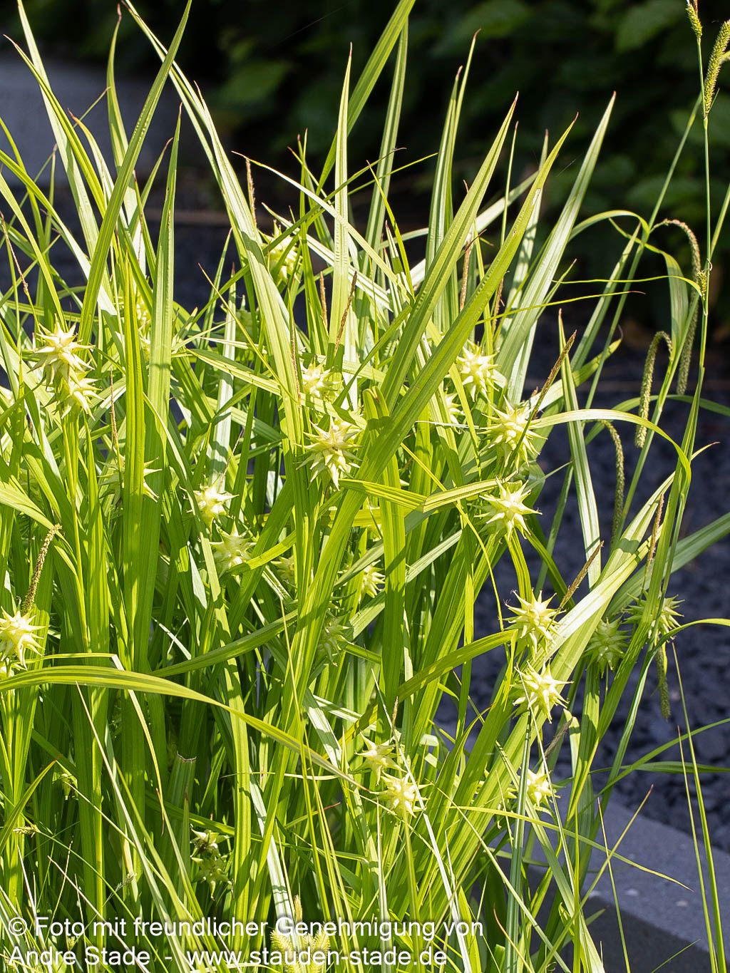 Morgenstern-Segge (Carex grayi)