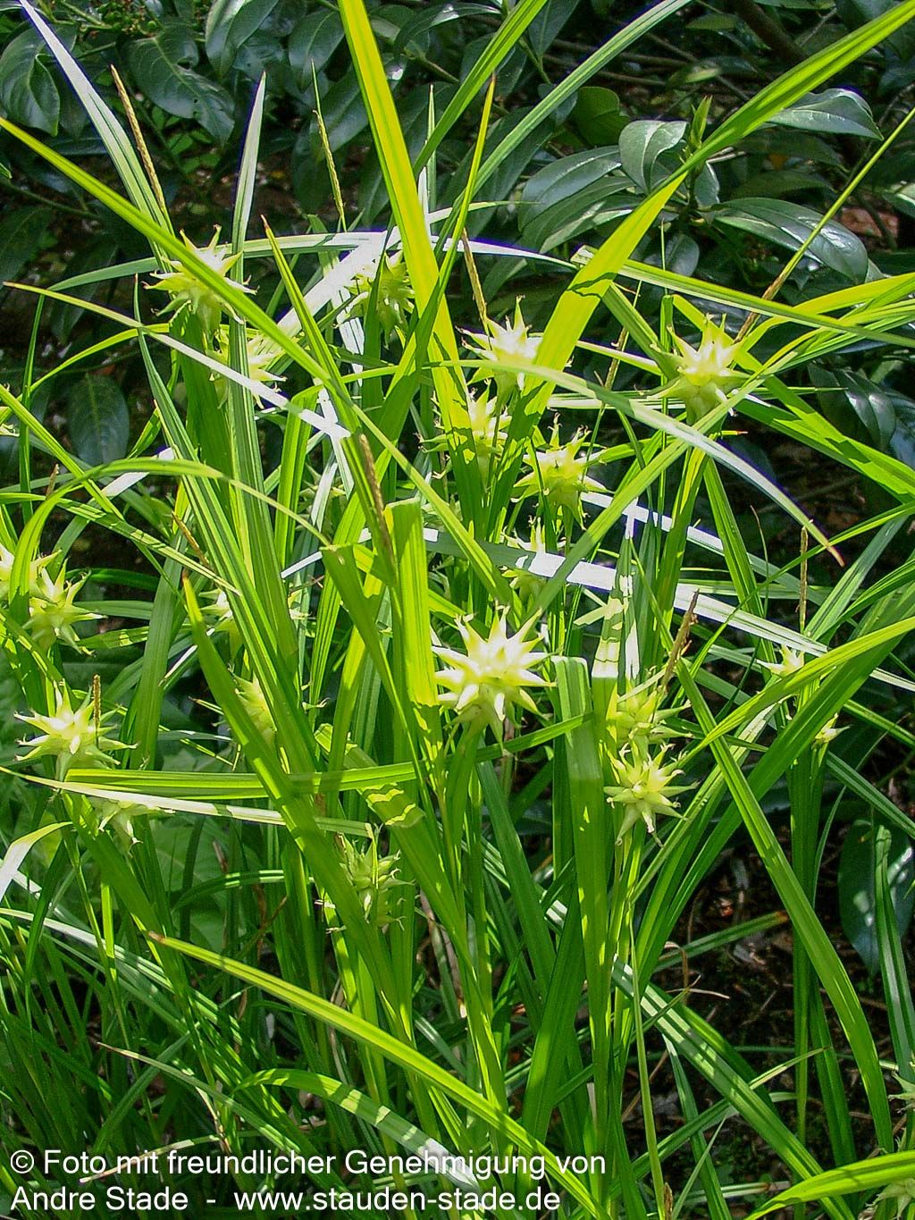 Morgenstern-Segge (Carex grayi)
