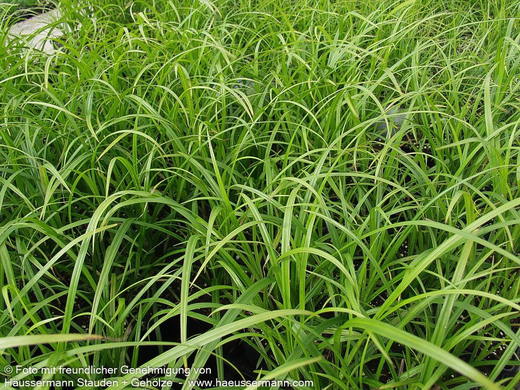Morgenstern-Segge (Carex grayi)