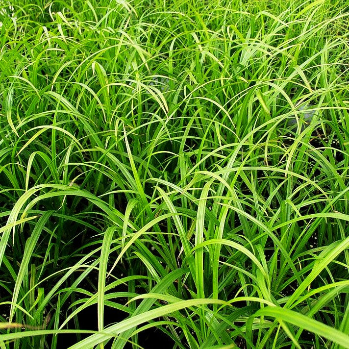 Morgenstern-Segge (Carex grayi)