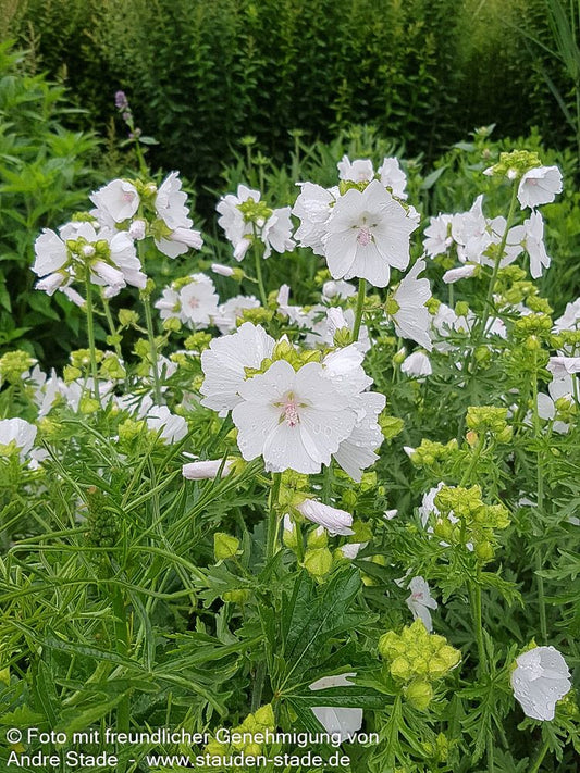 Moschus-Malve 'Alba' (Malva moschata)
