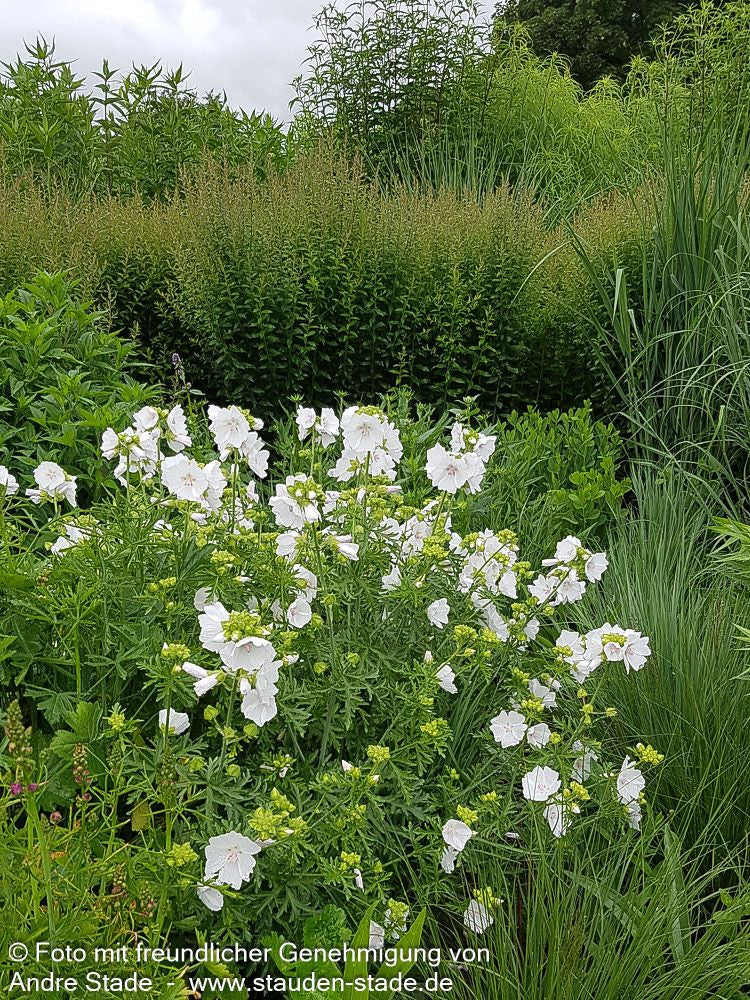 Moschus-Malve 'Alba' (Malva moschata)