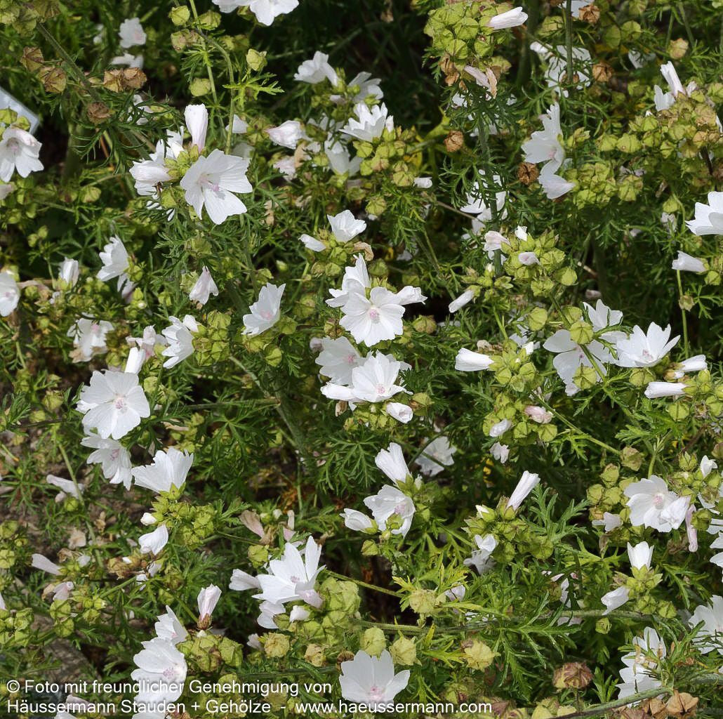 Moschus-Malve 'Alba' (Malva moschata)