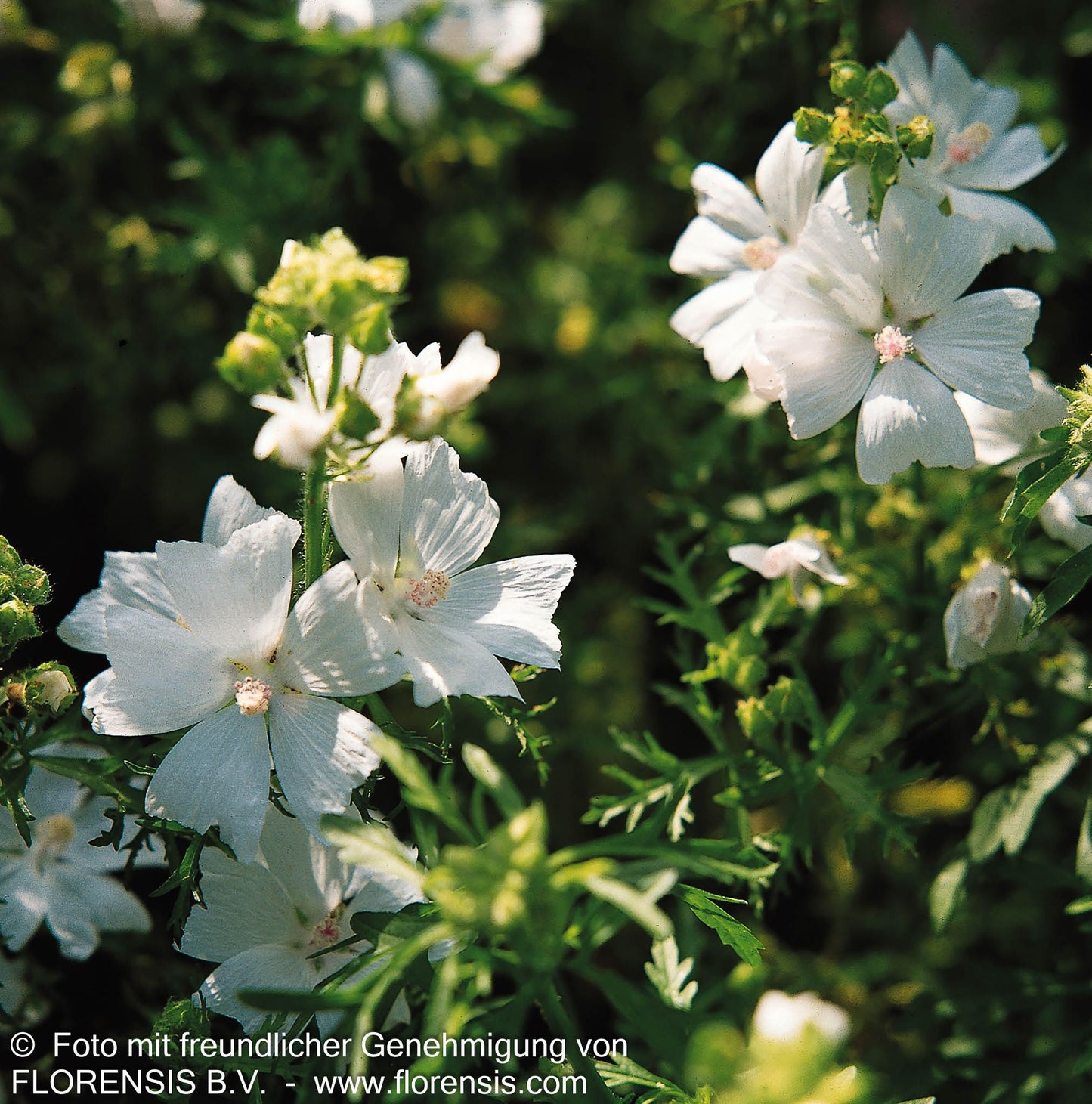 Moschus-Malve 'Alba' (Malva moschata)