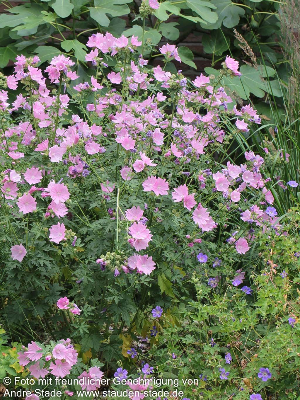 Moschus-Malve (Malva moschata)