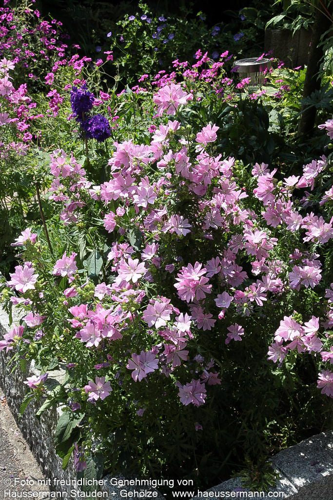 Moschus-Malve (Malva moschata)
