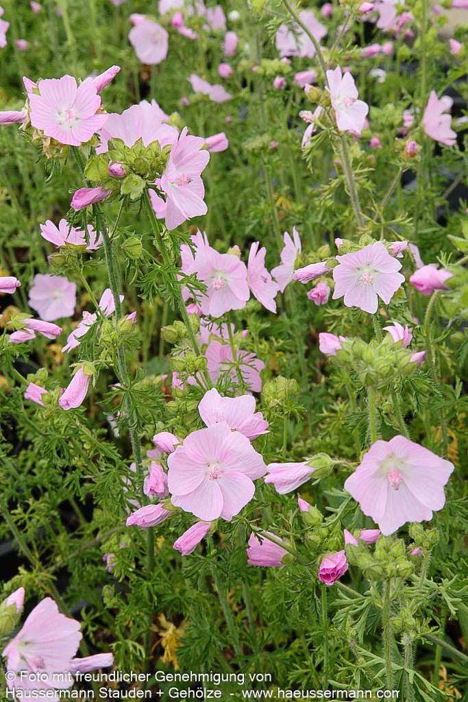 Moschus-Malve (Malva moschata)