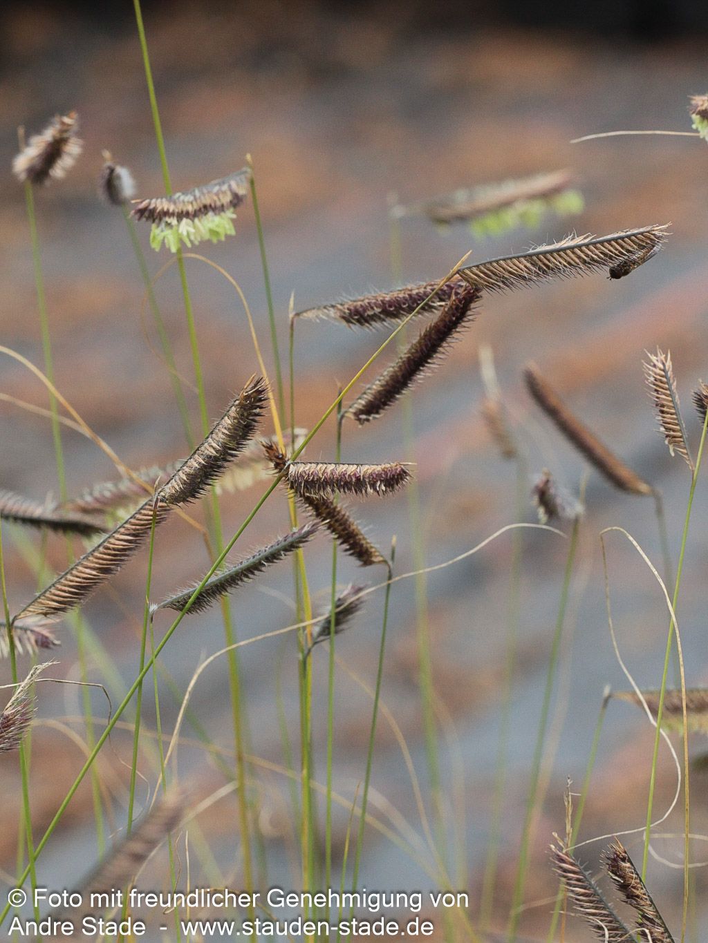 Moskitogras (Bouteloua gracilis)