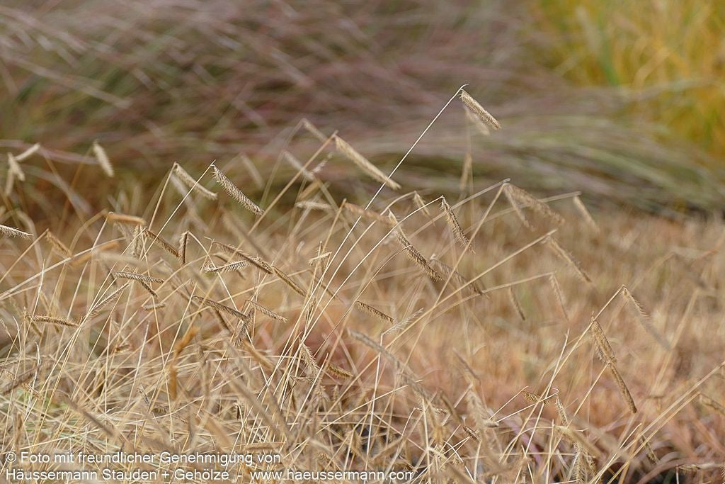 Moskitogras (Bouteloua gracilis)