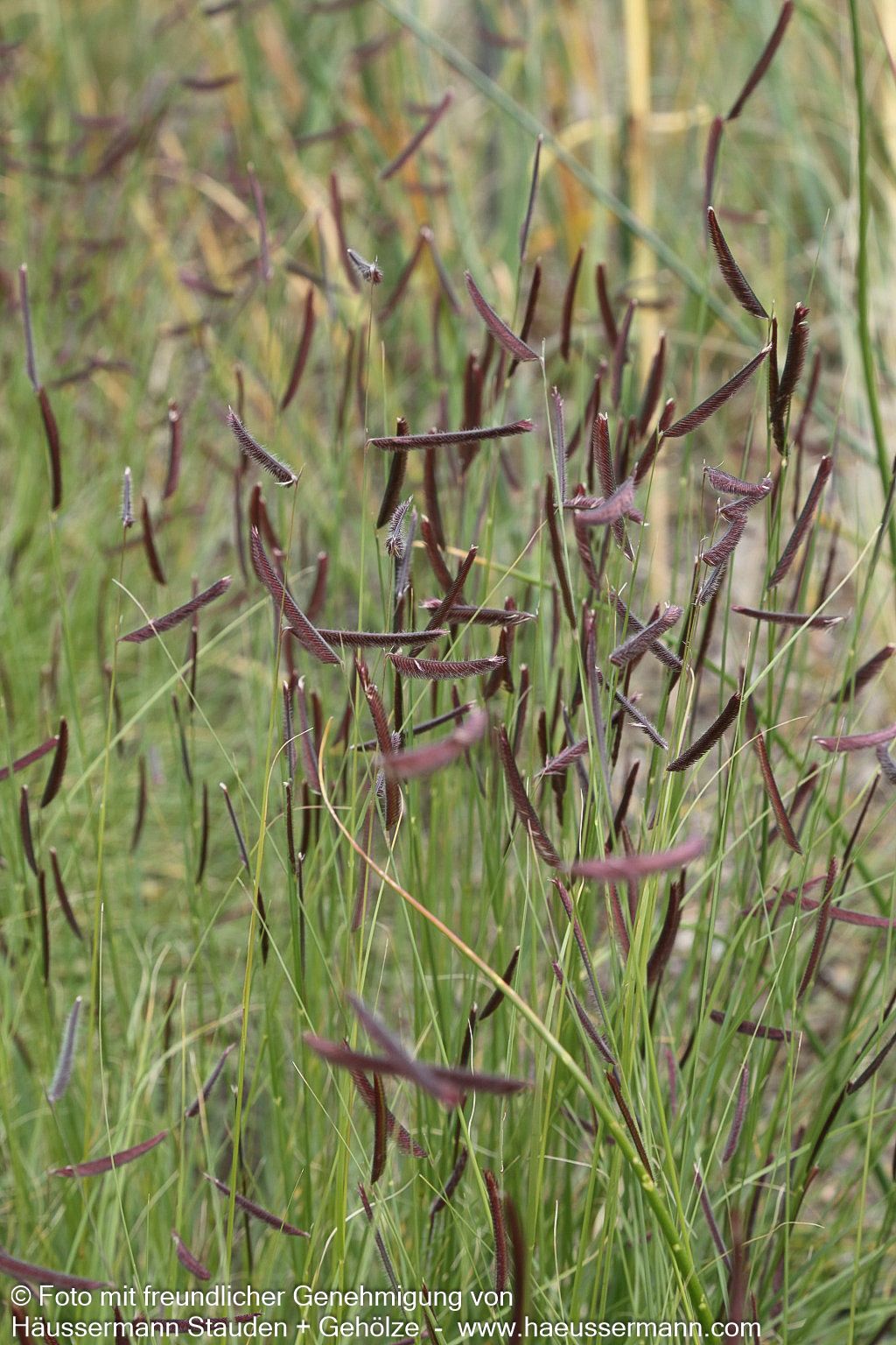 Moskitogras (Bouteloua gracilis)
