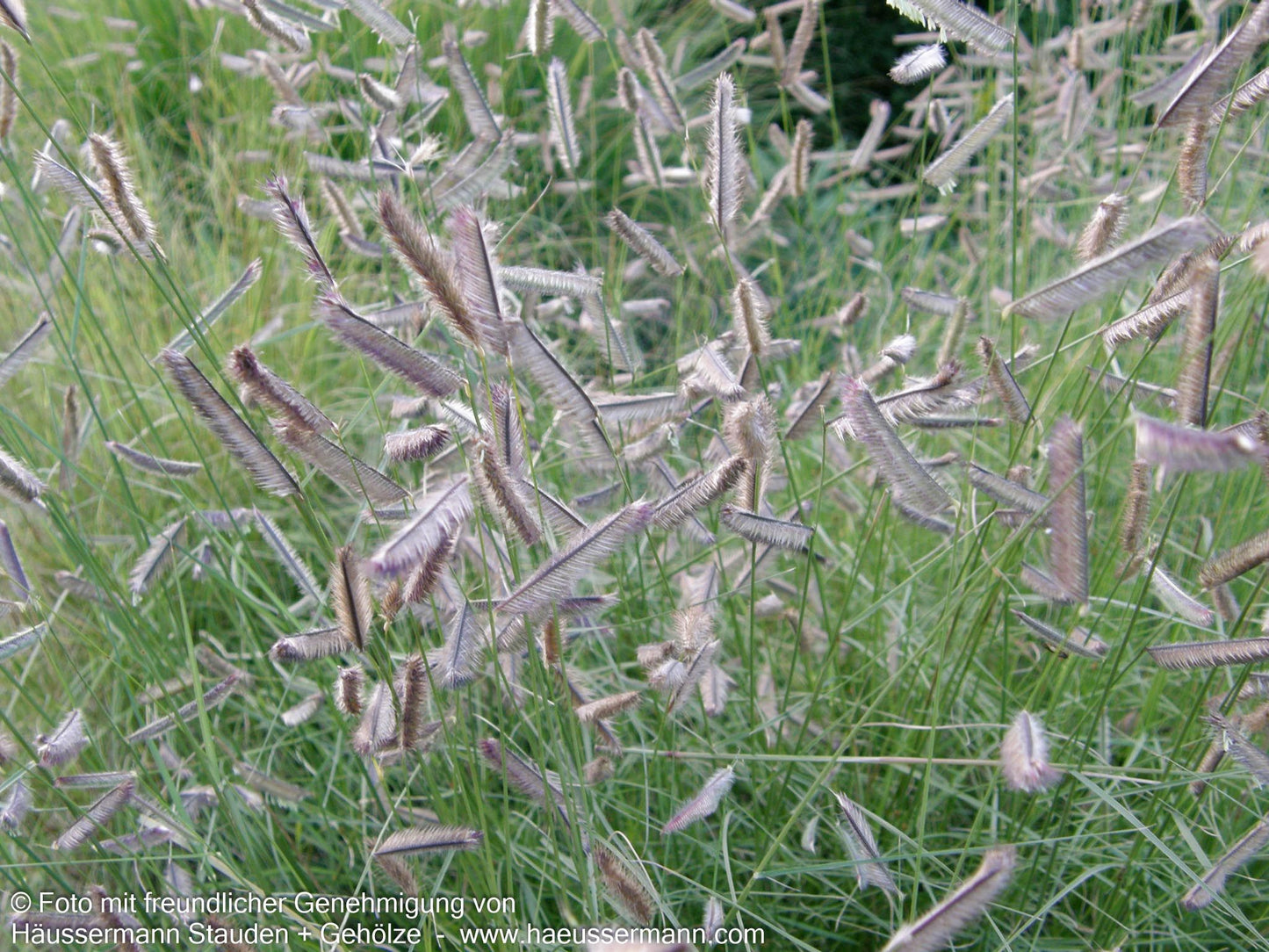 Moskitogras (Bouteloua gracilis)