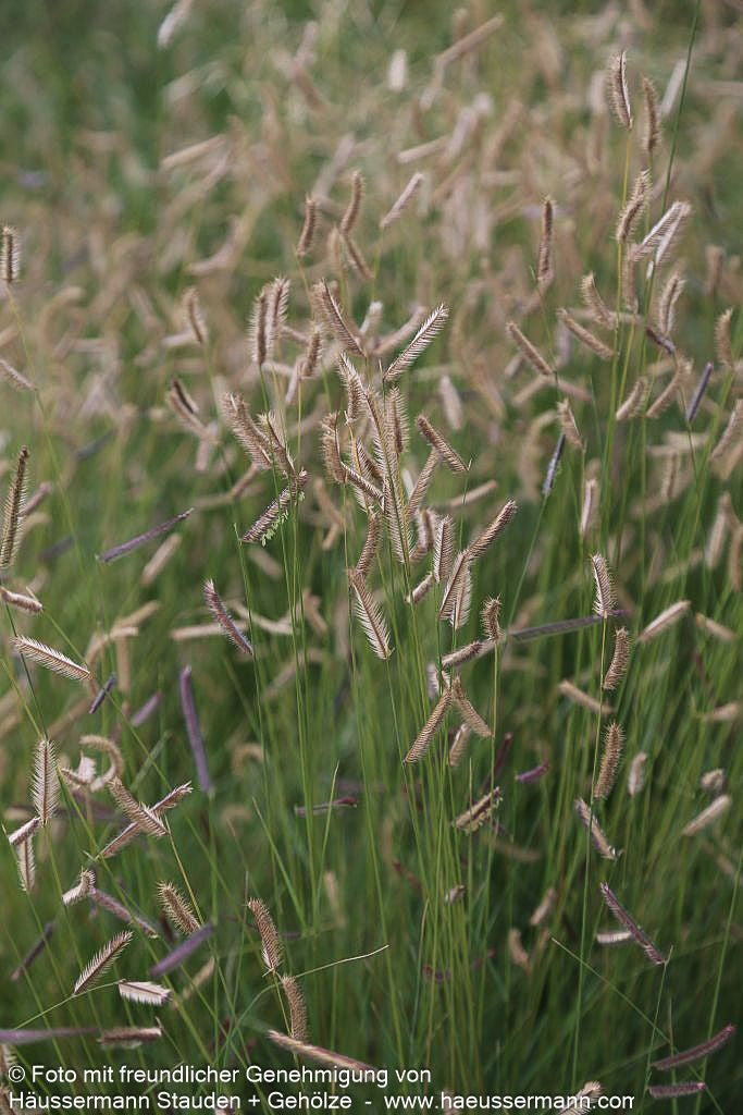 Moskitogras (Bouteloua gracilis)