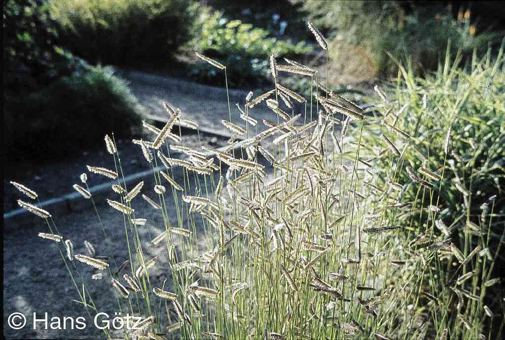 Moskitogras (Bouteloua gracilis)