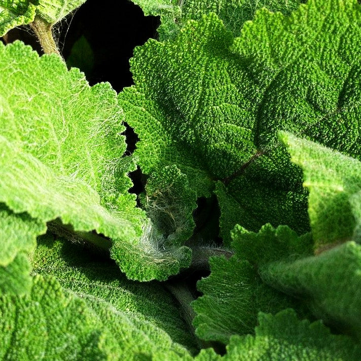 Muskateller-Salbei (Salvia sclarea var.turkestanica)