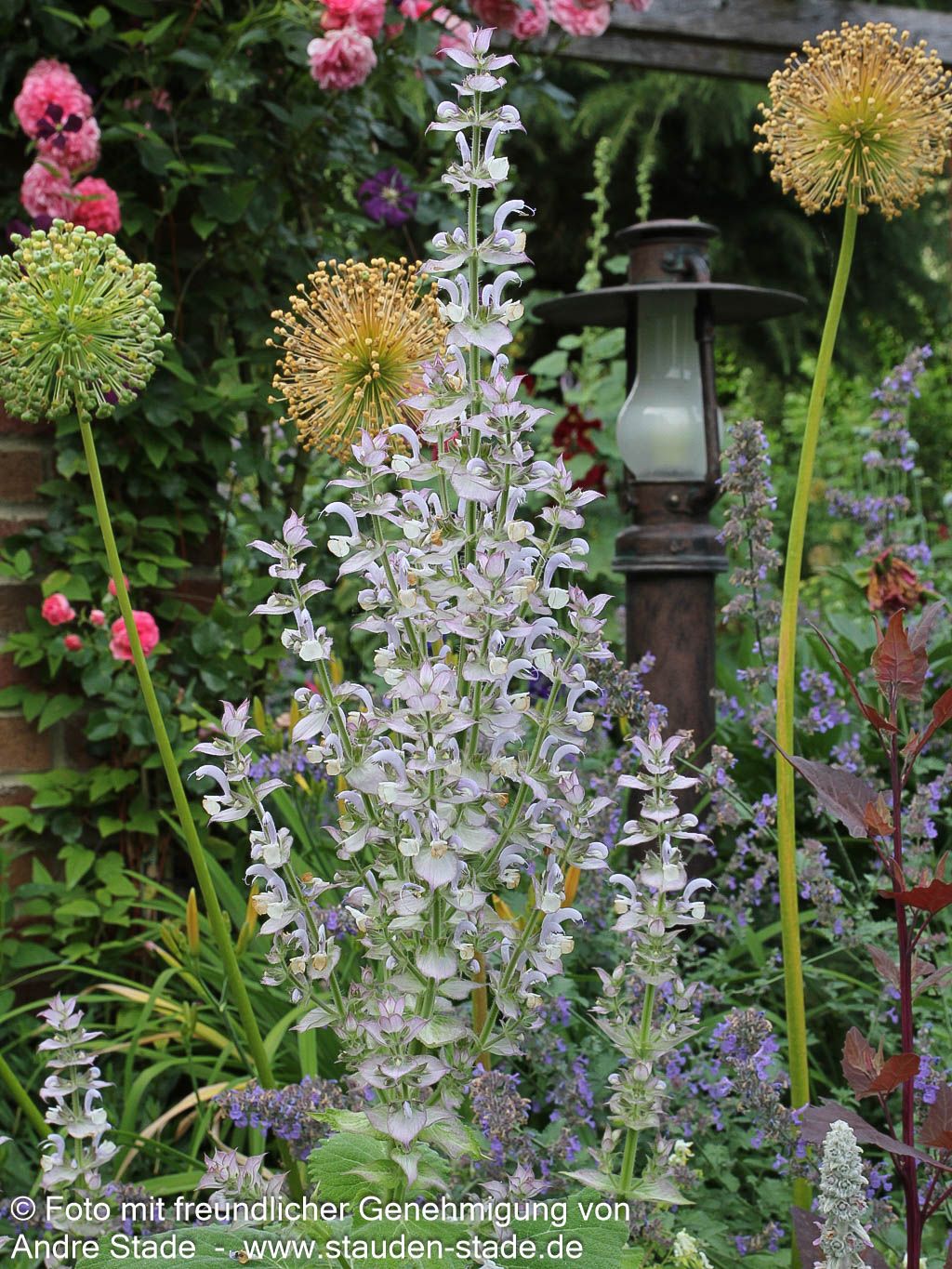 Muskateller-Salbei (Salvia sclarea)