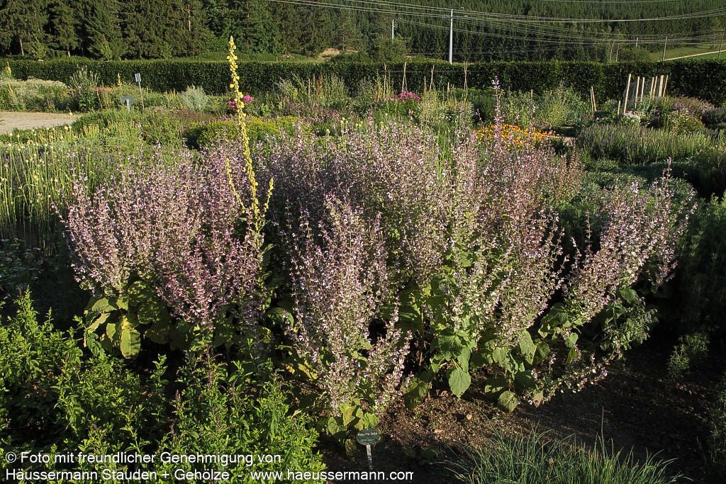 Muskateller-Salbei (Salvia sclarea)