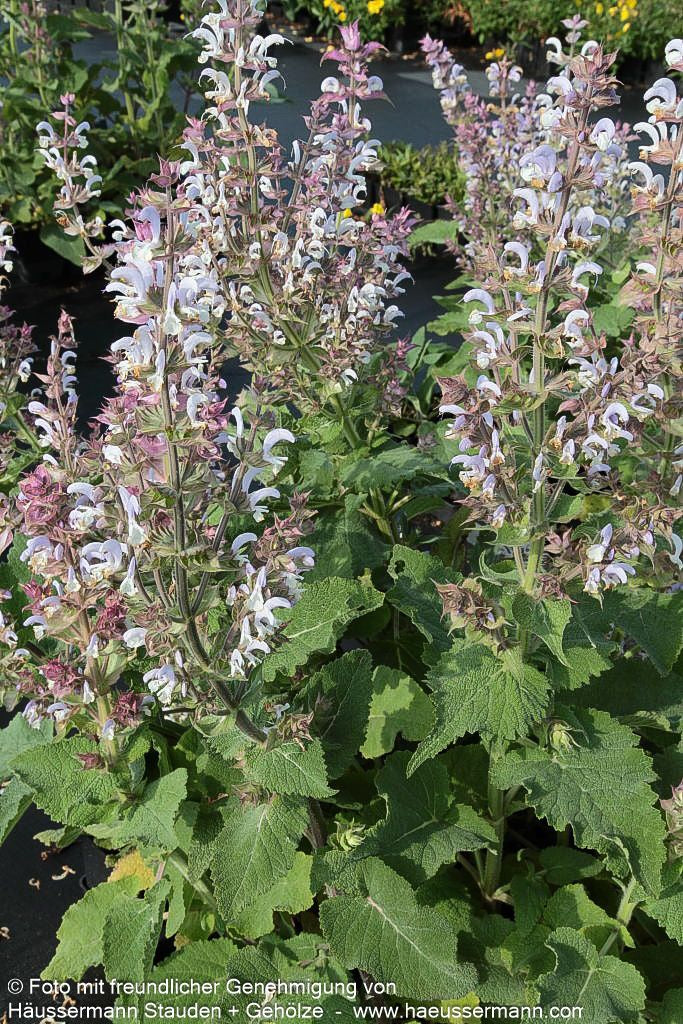 Muskateller-Salbei (Salvia sclarea)