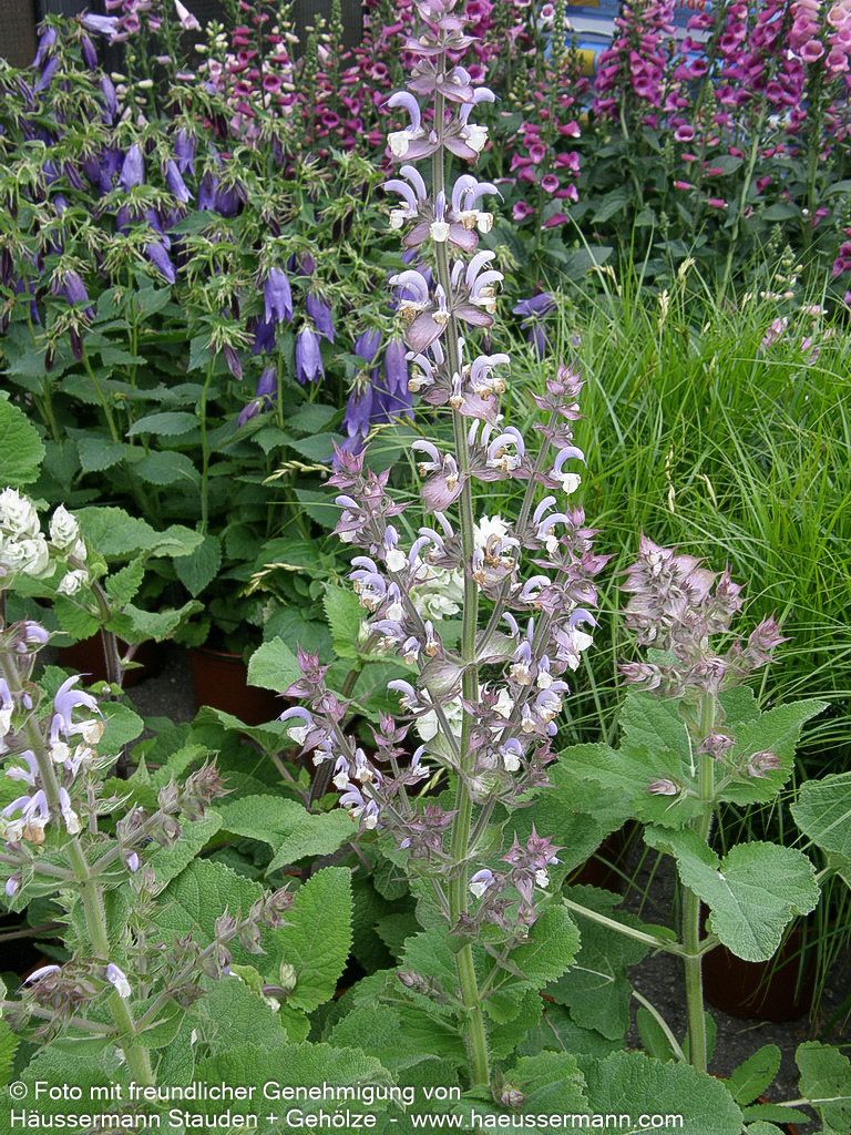 Muskateller-Salbei (Salvia sclarea)