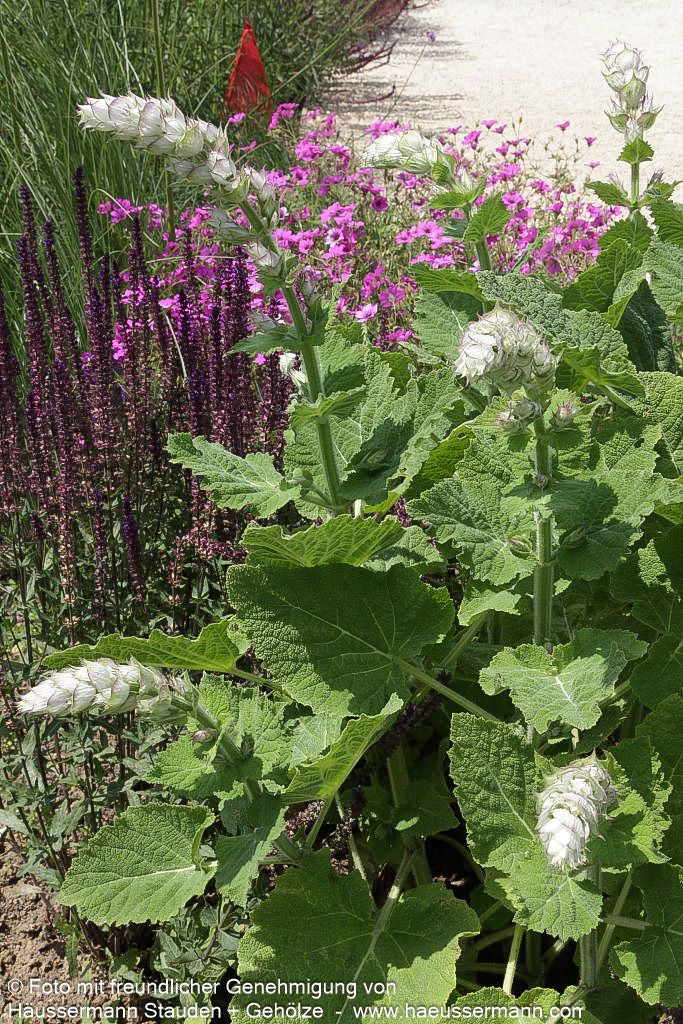 Muskateller-Salbei 'Vatican White' (Salvia sclarea var.turkest.)