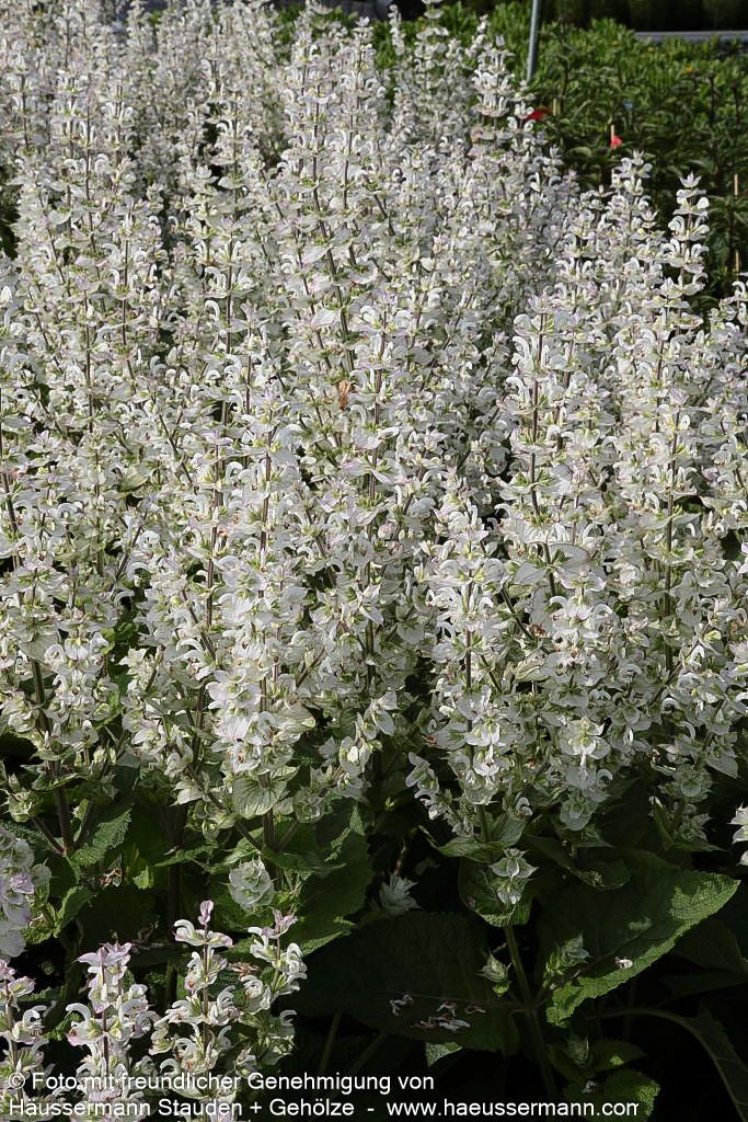 Muskateller-Salbei 'Vatican White' (Salvia sclarea var.turkest.)