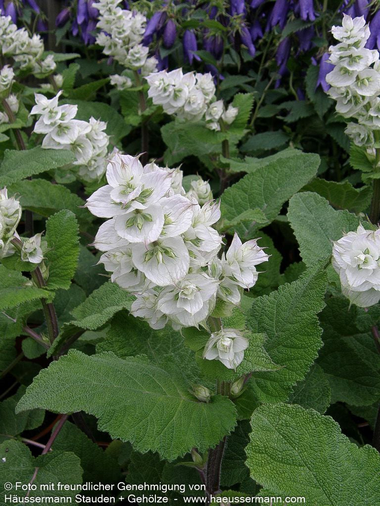 Muskateller-Salbei 'Vatican White' (Salvia sclarea var.turkest.)