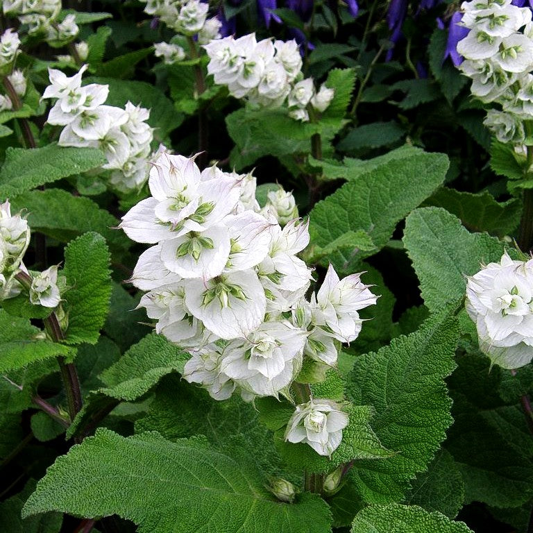 Muskateller-Salbei 'Vatican White' (Salvia sclarea var.turkest.)