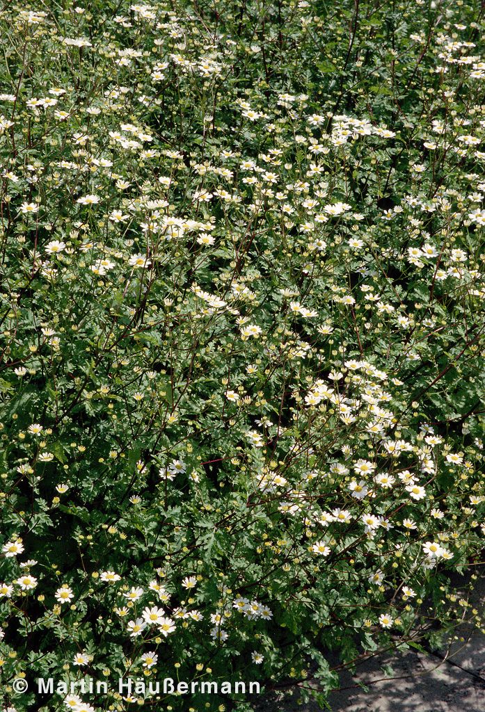 Mutterkraut (Tanacetum parthenium)