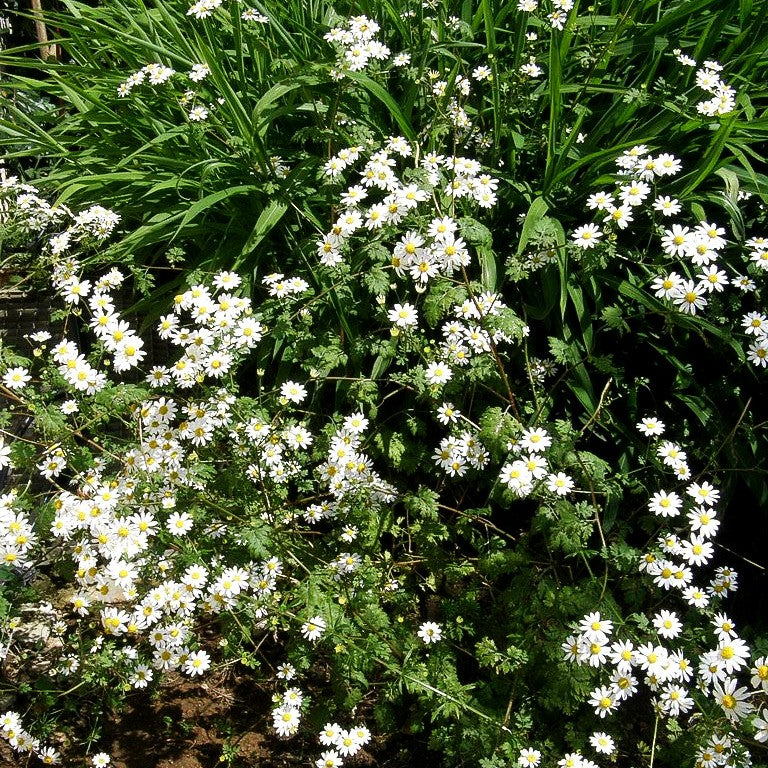 Mutterkraut (Tanacetum parthenium)