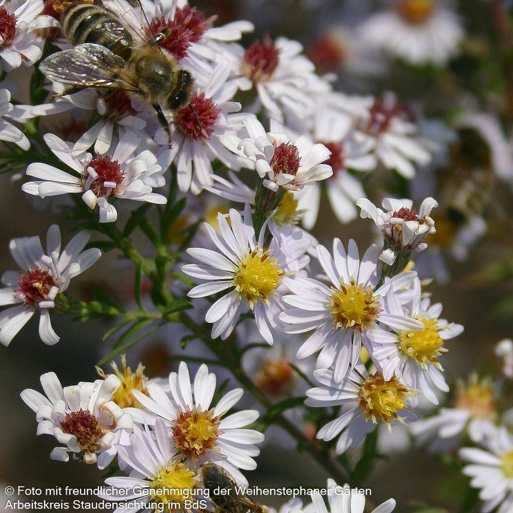 Myrten-Aster 'Erlkönig' (Aster ericoides)
