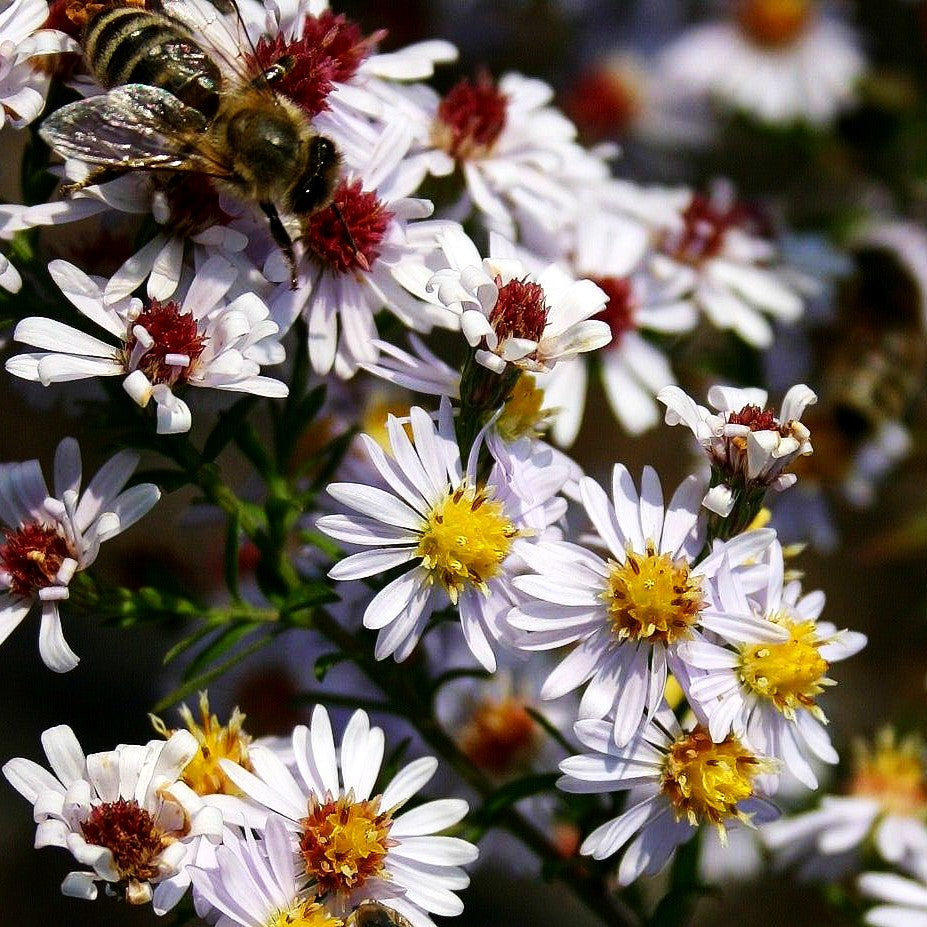 Myrten-Aster 'Erlkönig' (Aster ericoides)