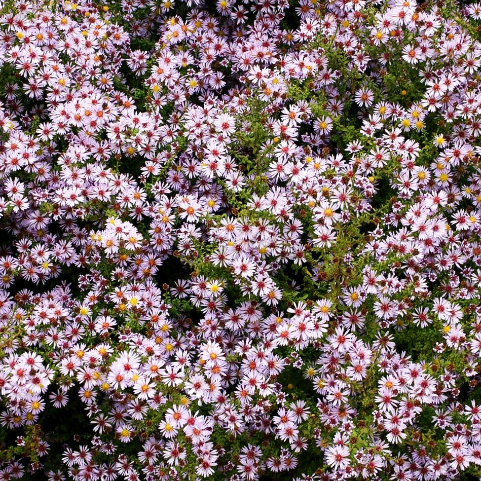 Myrten-Aster 'Lovely' (Aster ericoides)