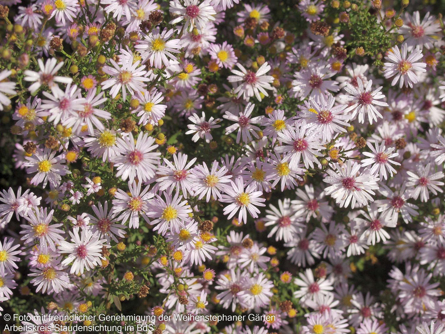 Myrten-Aster 'Pink Cloud' (Aster ericoides)