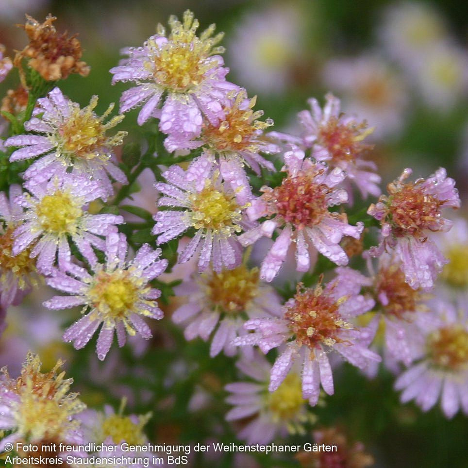 Myrten-Aster 'Pink Cloud' (Aster ericoides)