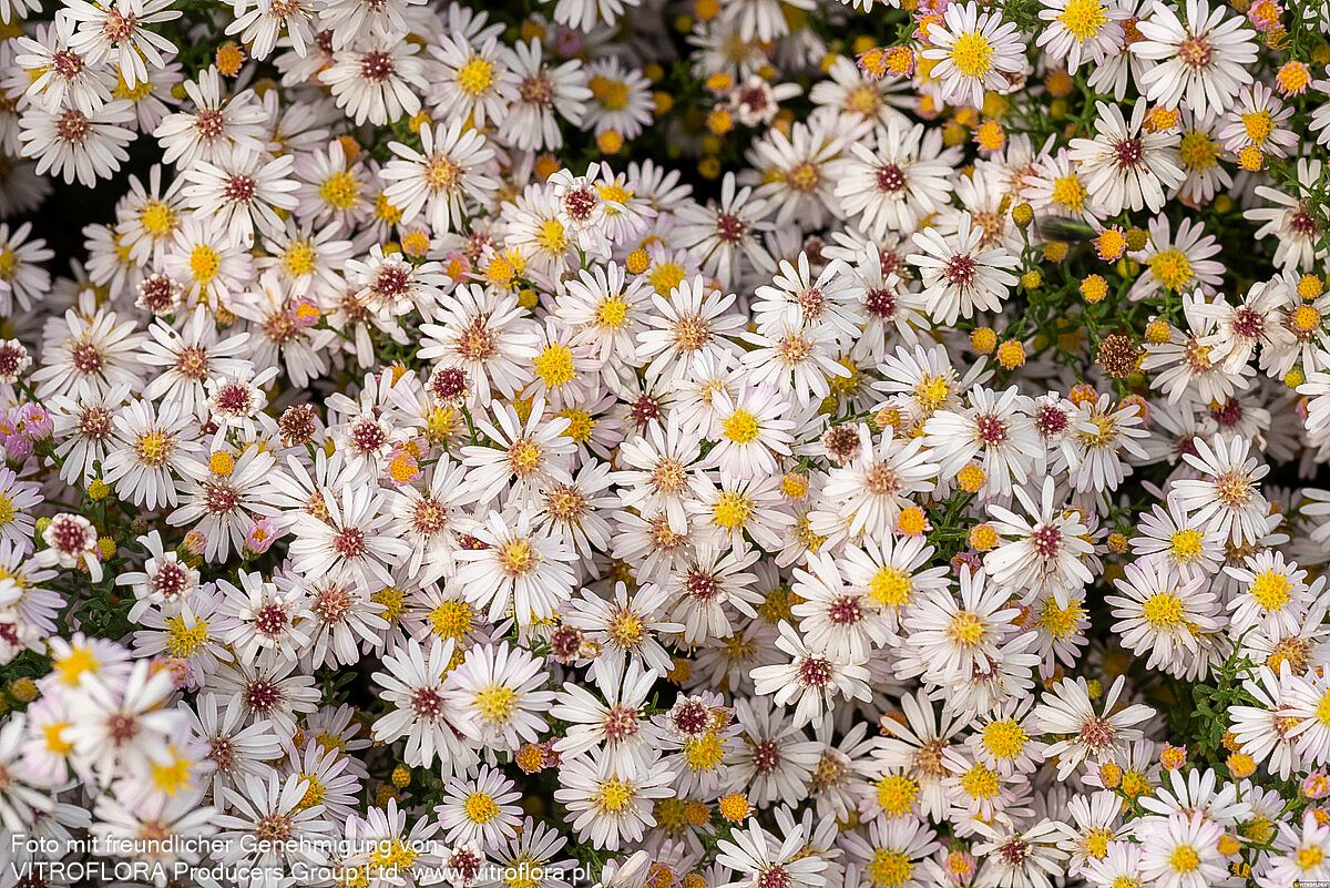 Myrten-Aster 'Pink Cloud' (Aster ericoides)