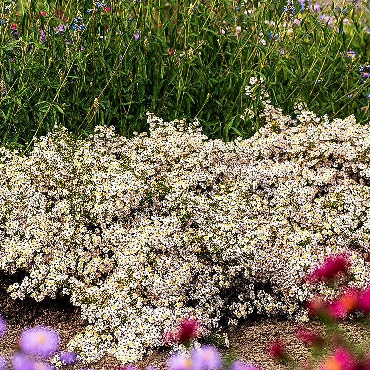 Myrten-Aster 'Pink Cloud' (Aster ericoides)