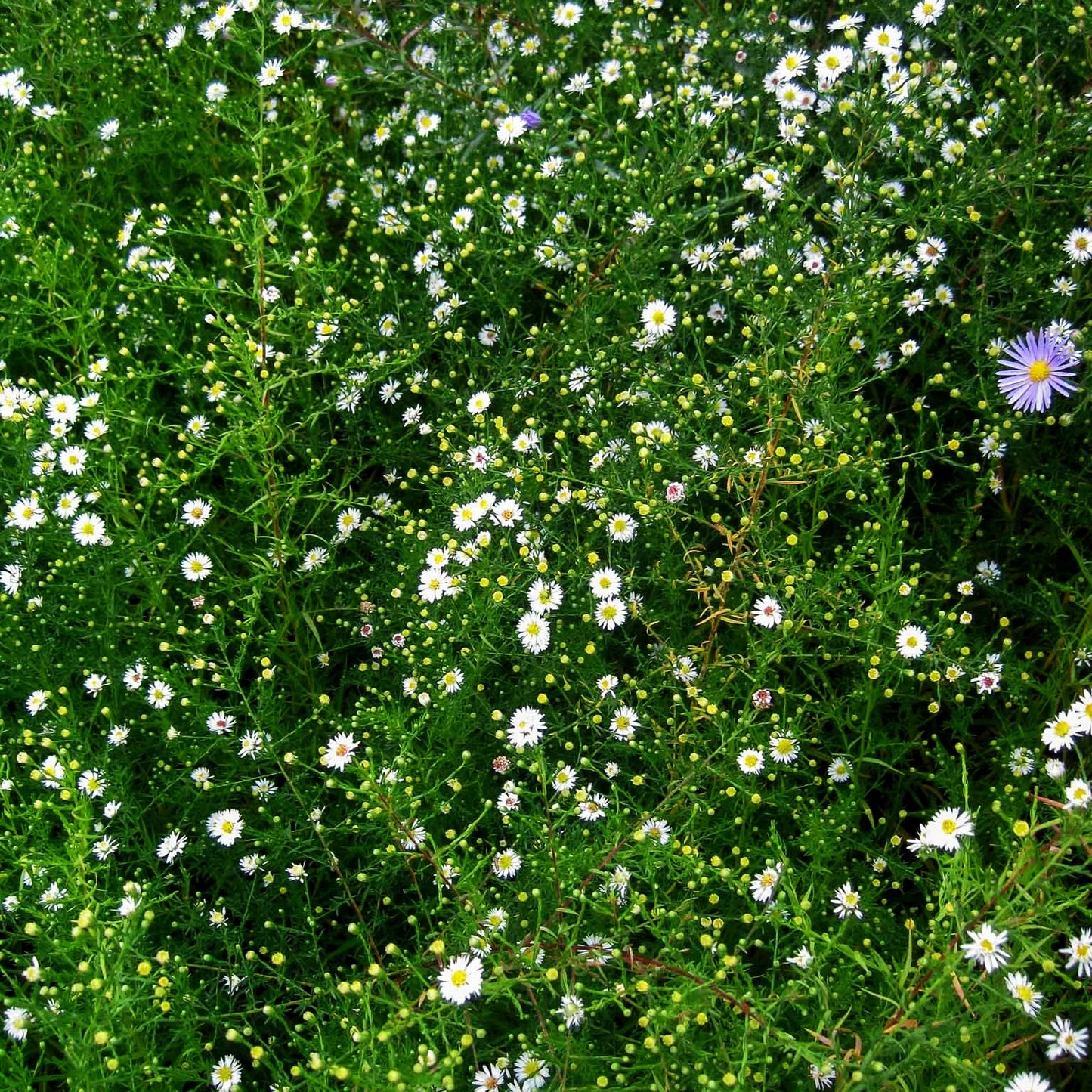 Myrten-Aster 'Schneegitter' (Aster ericoides)