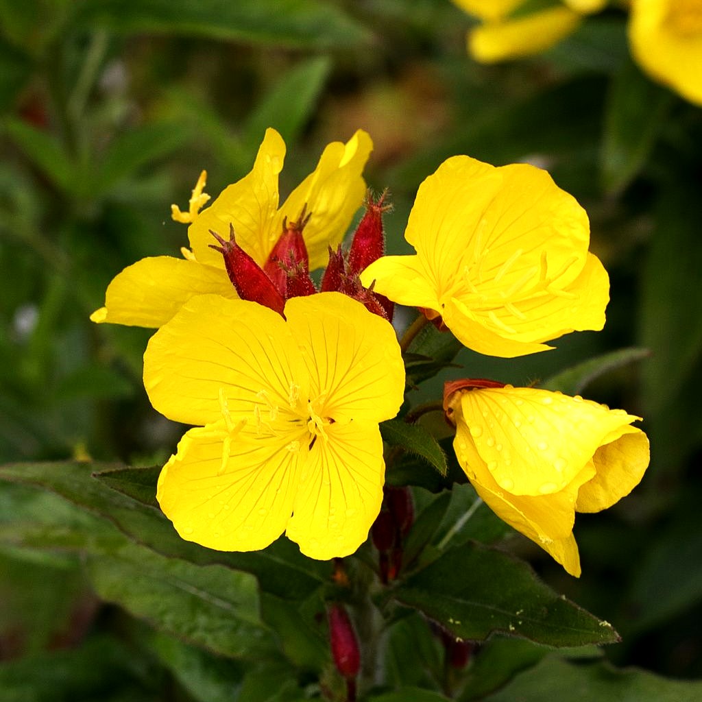 Nachtkerze 'Yella Fella' (Oenothera pilosella)