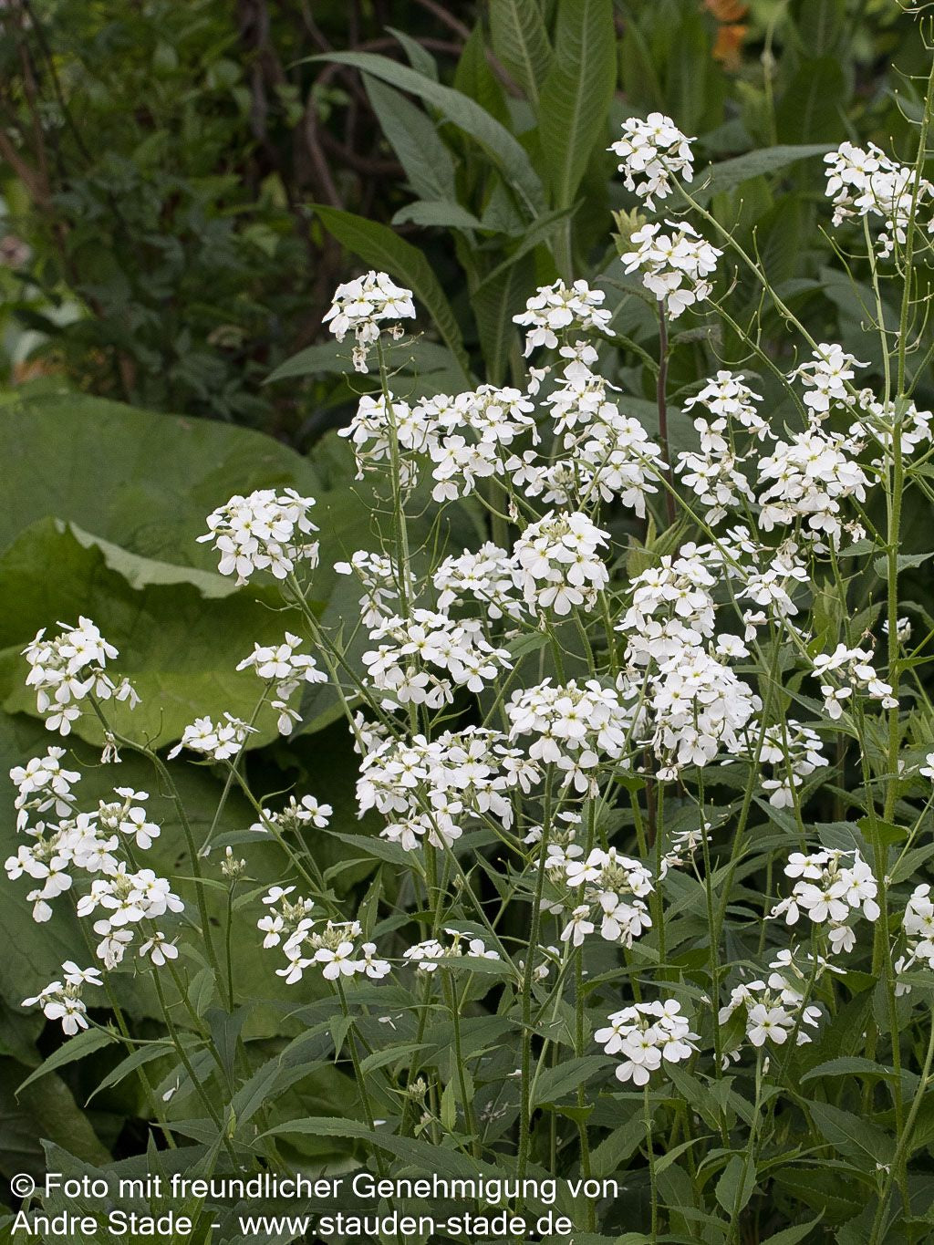 Nachtviole (Hesperis matronalis var.albiflora)
