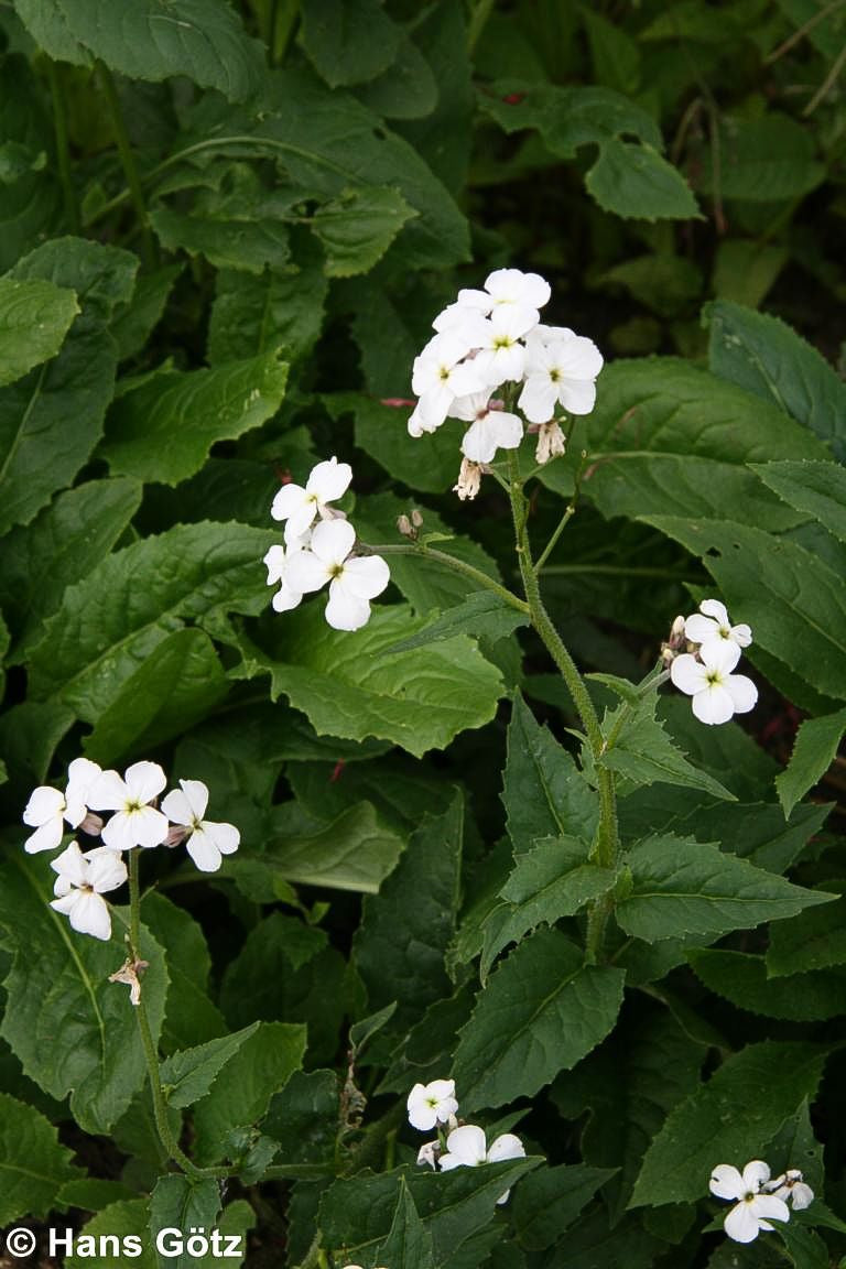 Nachtviole (Hesperis matronalis var.albiflora)