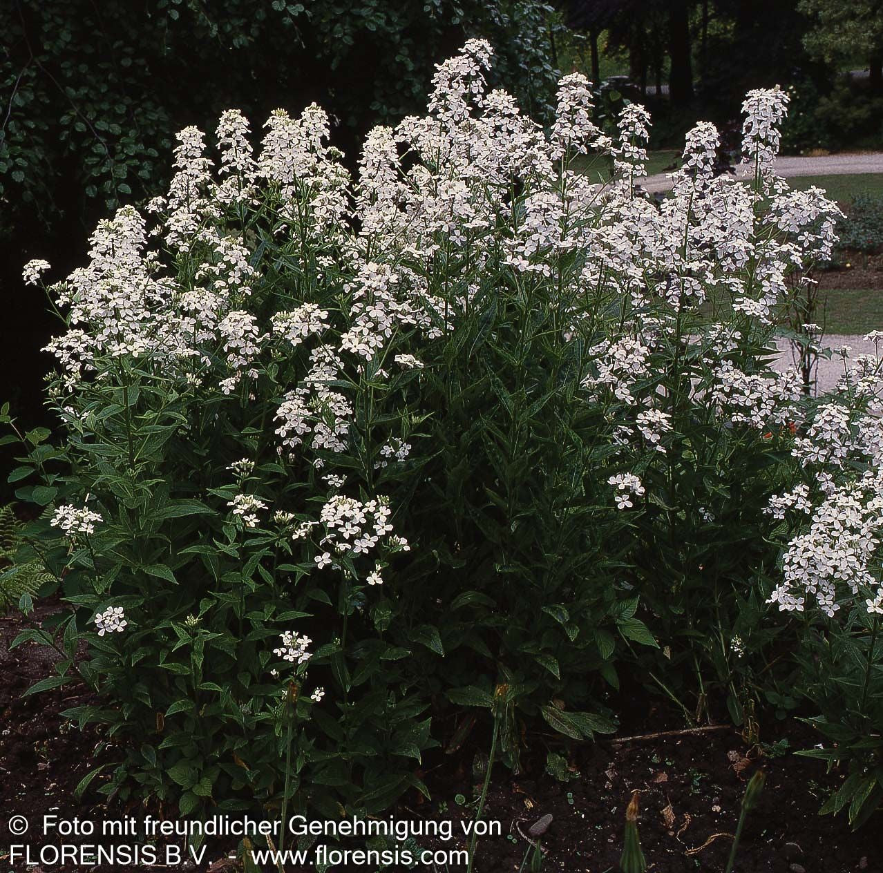 Nachtviole (Hesperis matronalis var.albiflora)
