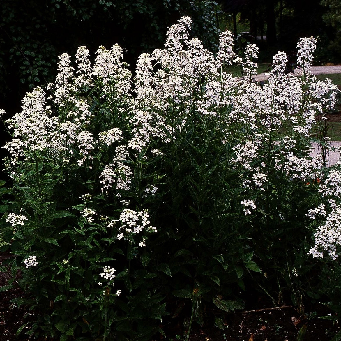 Nachtviole (Hesperis matronalis var.albiflora)