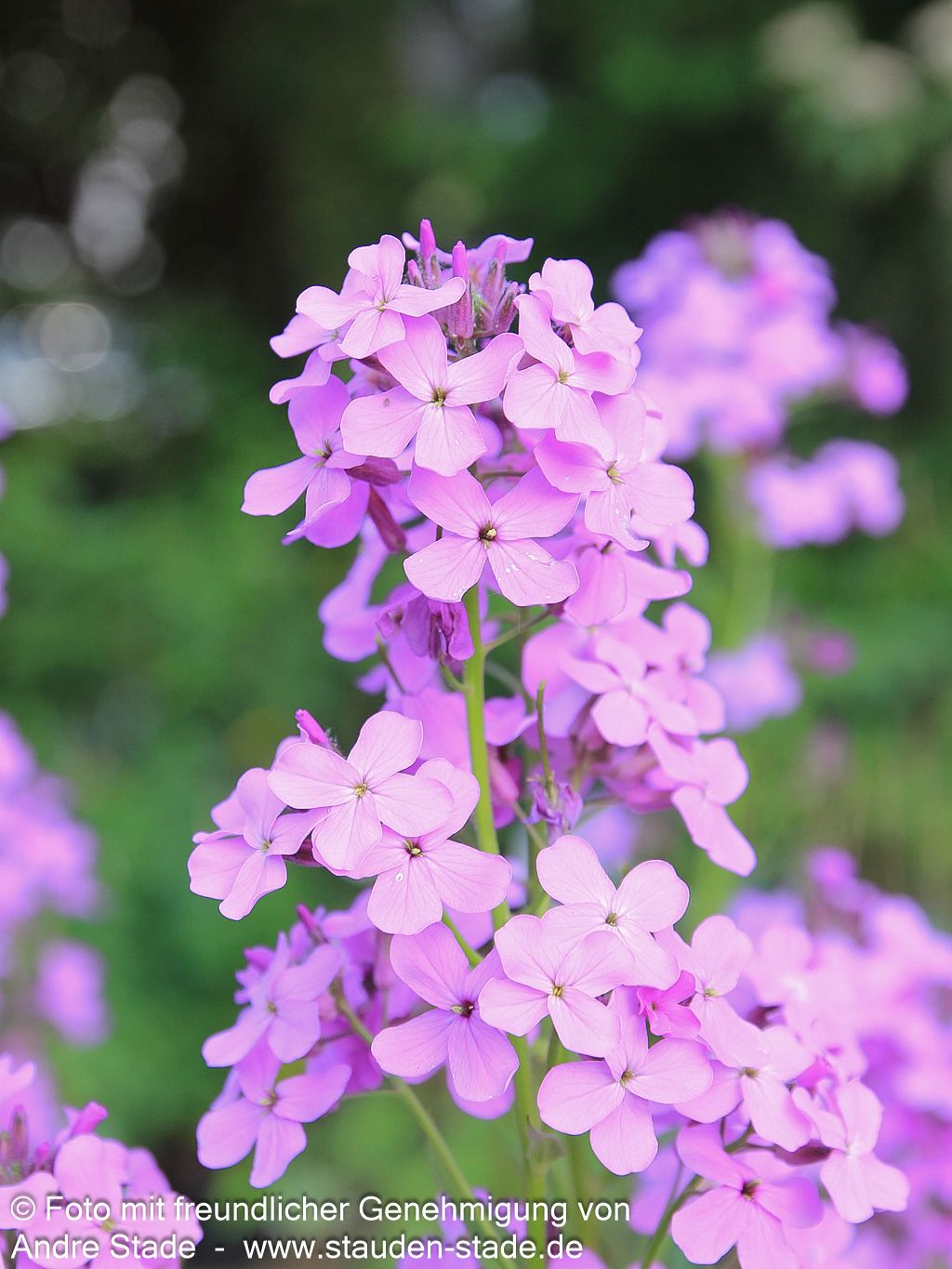 Nachtviole (Hesperis matronalis)