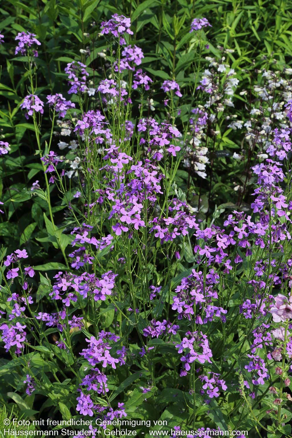 Nachtviole (Hesperis matronalis)