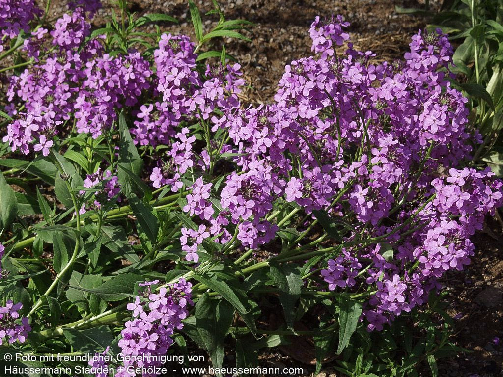Nachtviole (Hesperis matronalis)