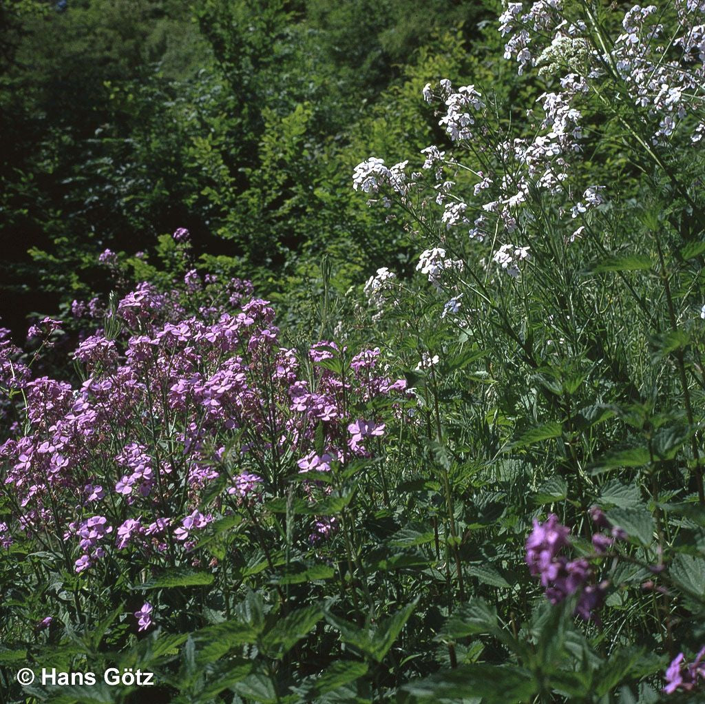 Nachtviole (Hesperis matronalis)