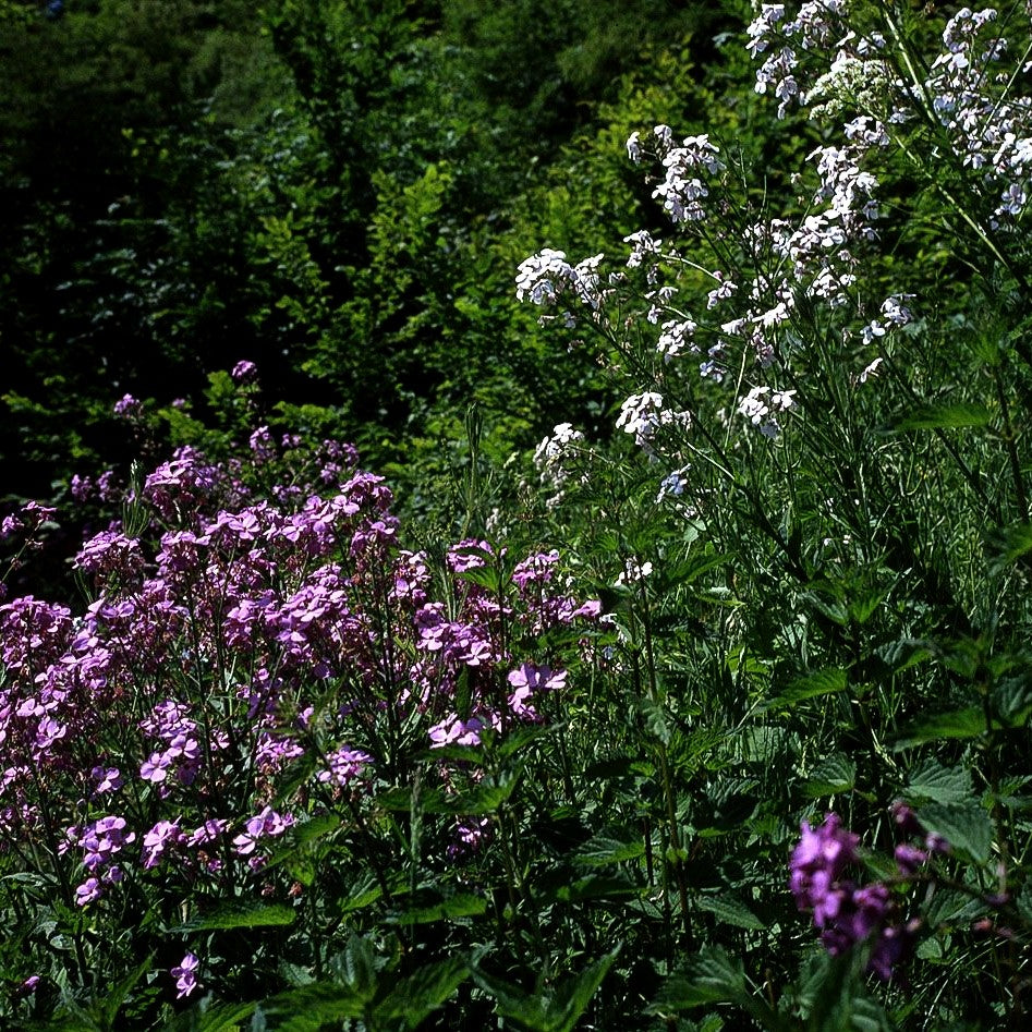 Nachtviole (Hesperis matronalis)