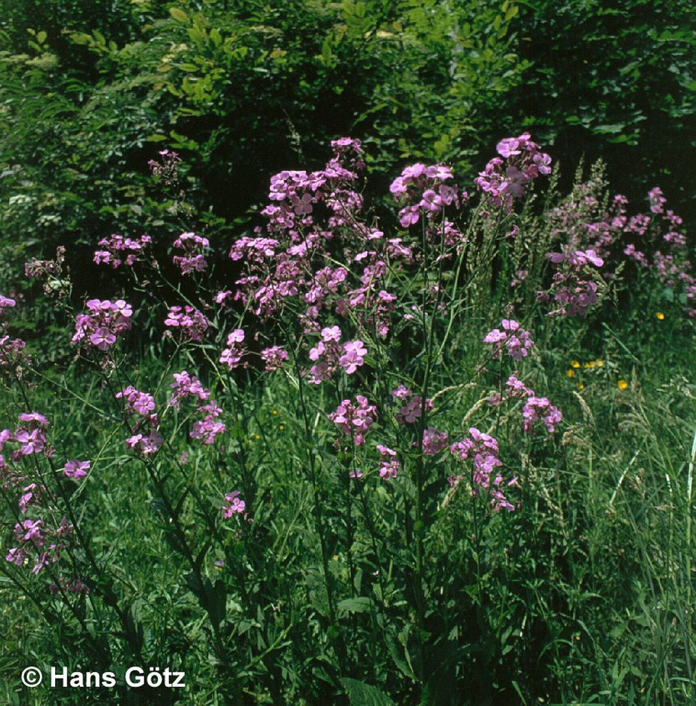 Nachtviole (Hesperis matronalis)