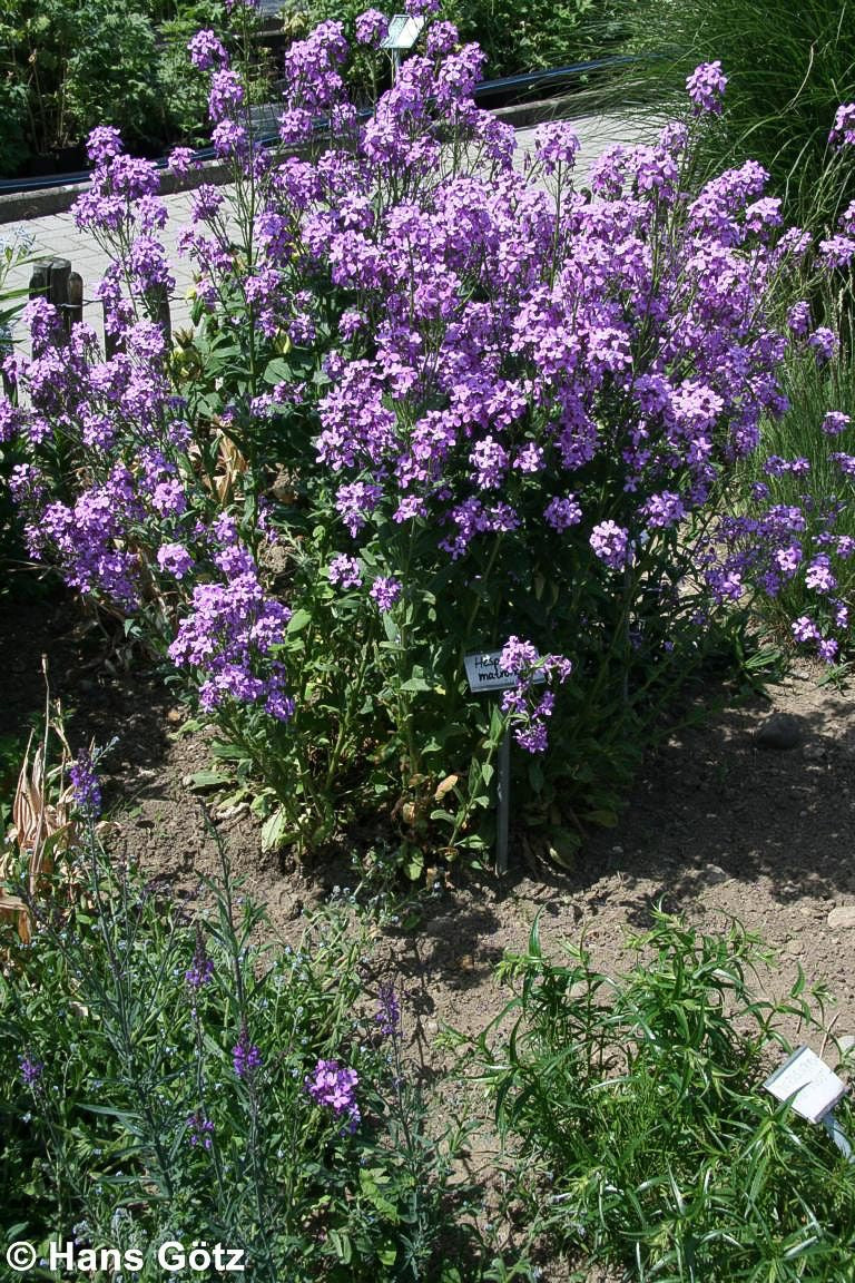 Nachtviole (Hesperis matronalis)