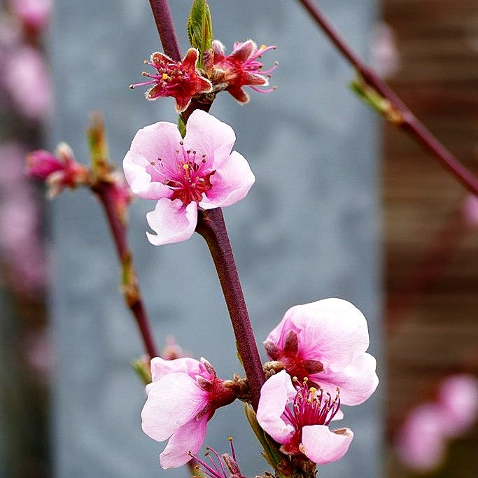 Nektarine 'Nectared 4' (Prunus nuc.)