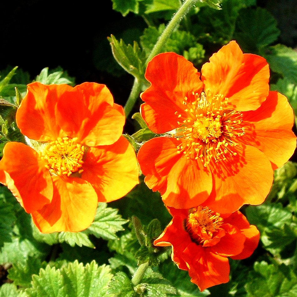 Nelkenwurz 'Borisii' (Geum coccineum)